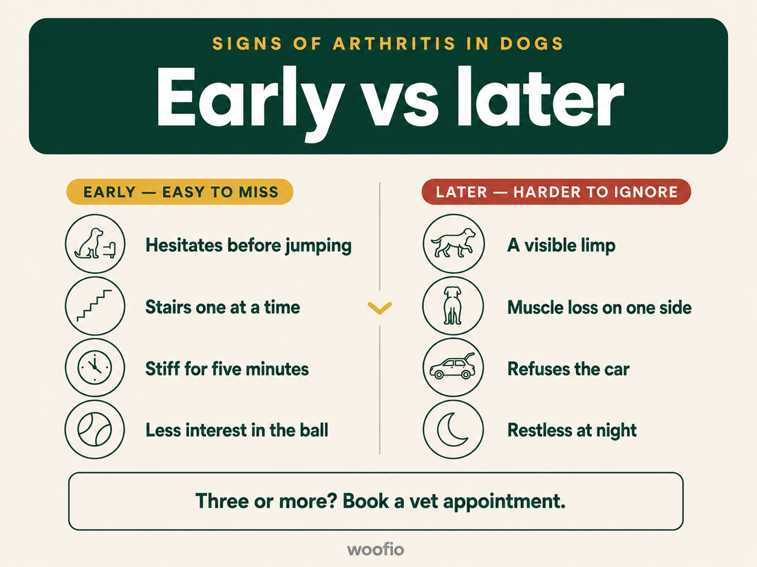 fographic showing early and later signs of arthritis in dogs, from hesitating before jumping to visible limping
